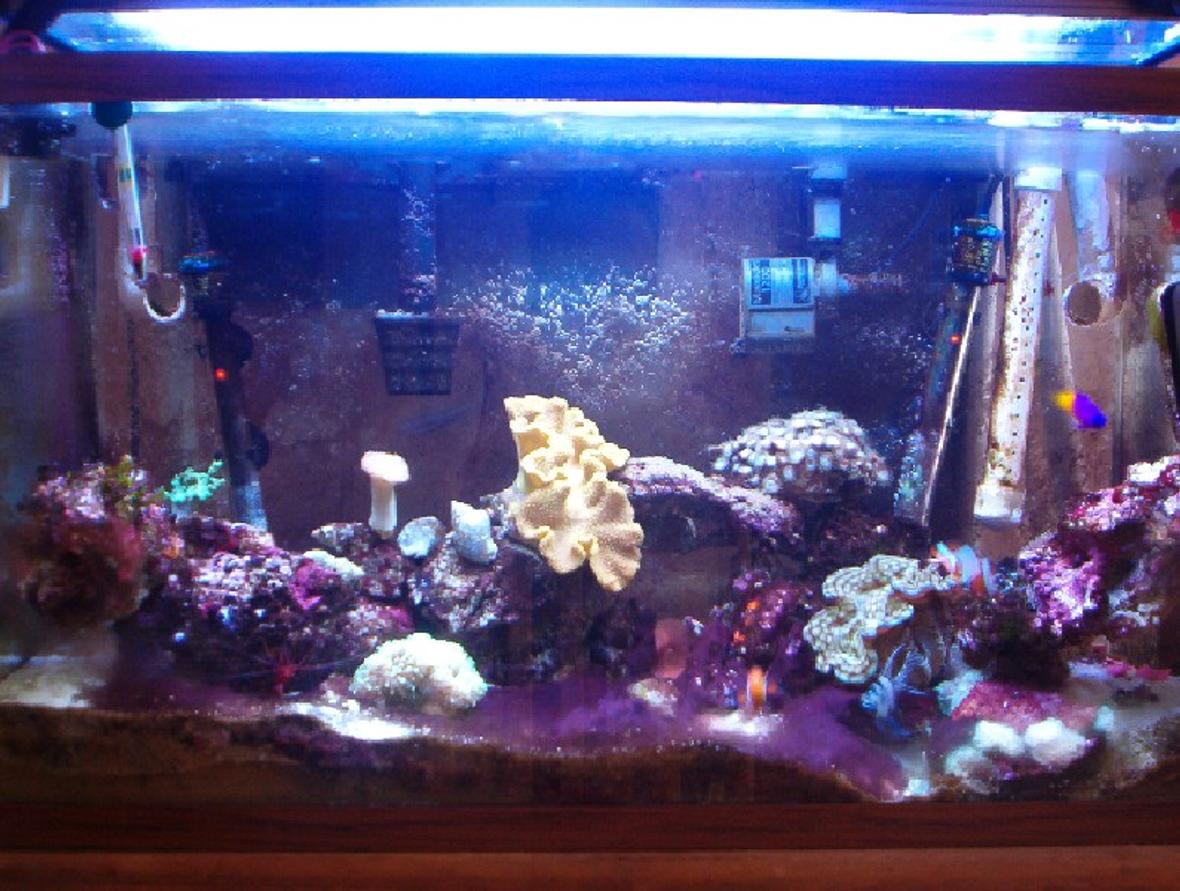 29 gallons reef tank (mostly live coral and fish) - My 29G tank at 1yr 4 months