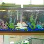 75 gallons freshwater fish tank (mostly fish and non-living decorations) - My 55 Gallon tank is home to 7 beautiful Angelfish, 2 med Pleco, 1 male betta, 2 Bala sharks, 1 black convict, 1 red terror, 1 electric blue jack dempsey, 3 paradise gourami, 2 gold gourami, 3 bottom feeders. i have blue reef sand & Some Plastic plants but have one real plant which the Angelfish really Enjoy.