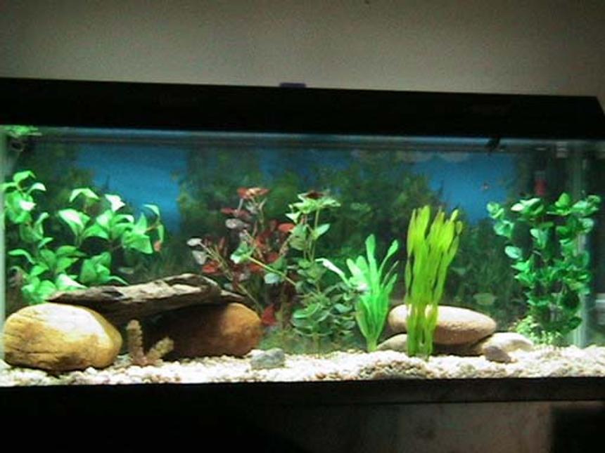 Rated #2030: 75 Gallons Freshwater Fish Tank - freshwater tank