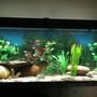 75 gallons freshwater fish tank (mostly fish and non-living decorations) - freshwater tank