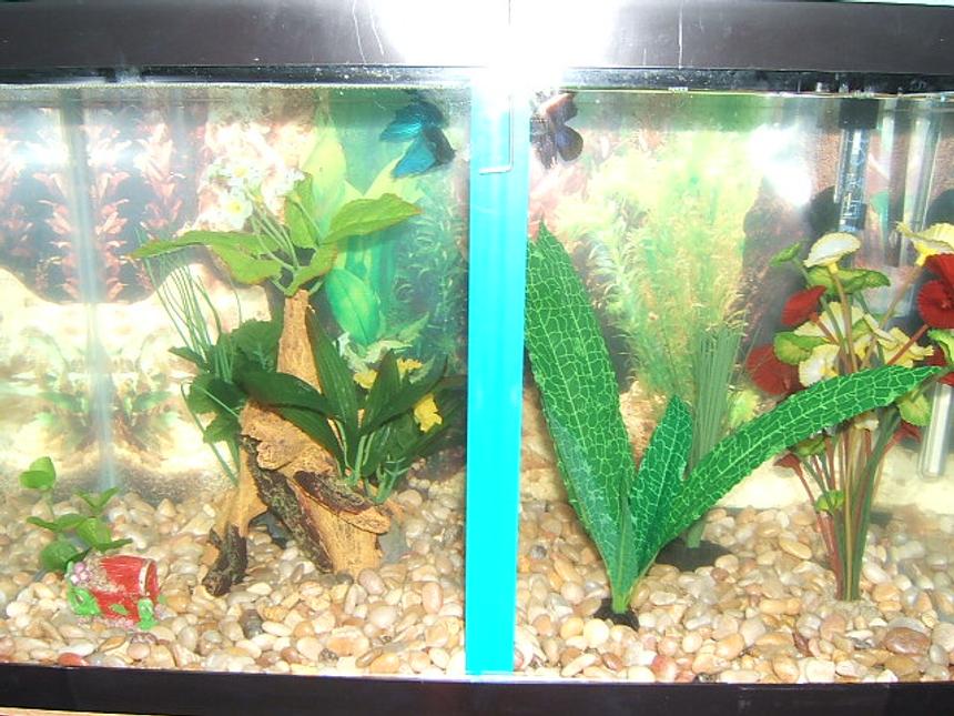 Rated #4224: 10 Gallons Freshwater Fish Tank - DIVIDED tank with two male bettas.  All fake plants.
