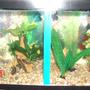 10 gallons freshwater fish tank (mostly fish and non-living decorations) - DIVIDED tank with two male bettas. All fake plants.