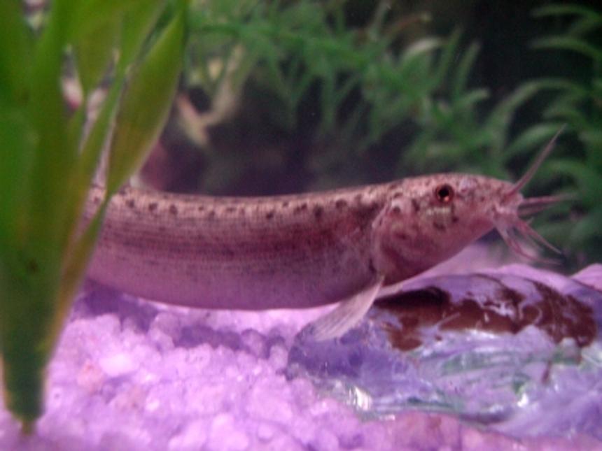 Rated #1576: Freshwater Fish - Misgurnus Anguillicaudatus - Dojo Loach Stocking In 10 Gallons Tank - My Dojo Loch from another tank