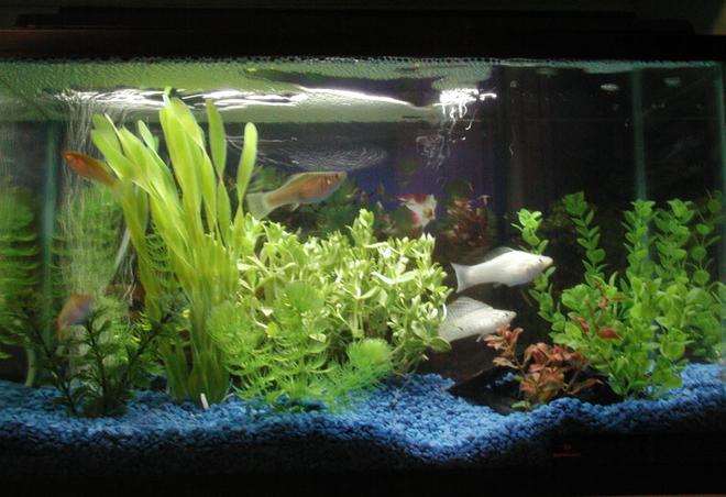 10 gallons freshwater fish tank (mostly fish and non-living decorations) - One of my 10 Gal tanks