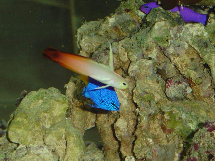 Rated #351: Saltwater Fish - Nemateleotris Magnifica - Firefish Stocking In 150 Gallons Tank - Firefish, Blue Damsel, orchid pseudochromis