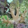 corals inverts - paralemnalia sp. - tree coral stocking in 150 gallons tank - soft coral