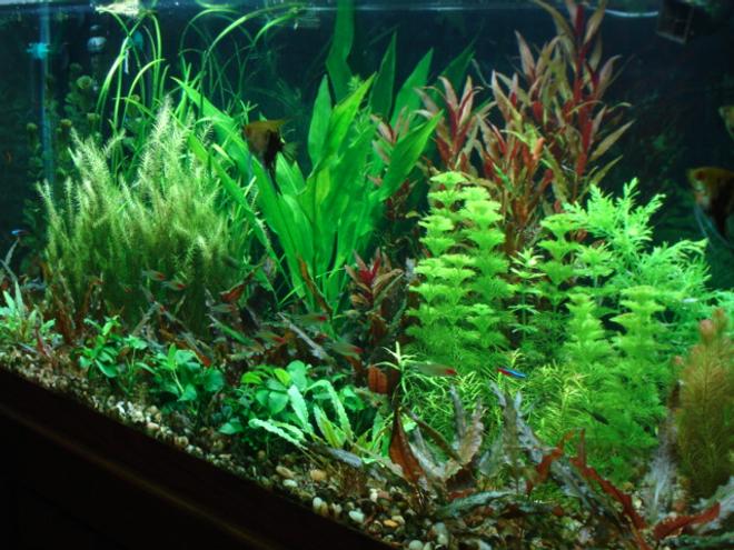 planted tank (mostly live plants and fish) - updated 75 gallon