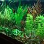 planted tank (mostly live plants and fish) - updated 75 gallon