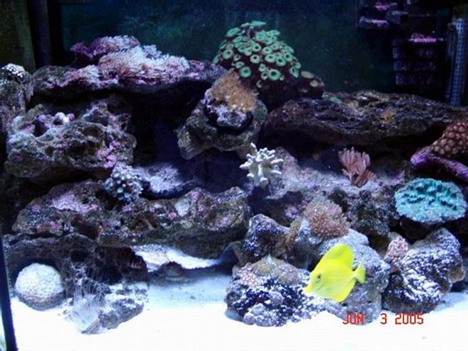 40 gallons reef tank (mostly live coral and fish) - update