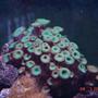 corals inverts - protopalythoa sp. - button polyp stocking in 40 gallons tank - button polyps