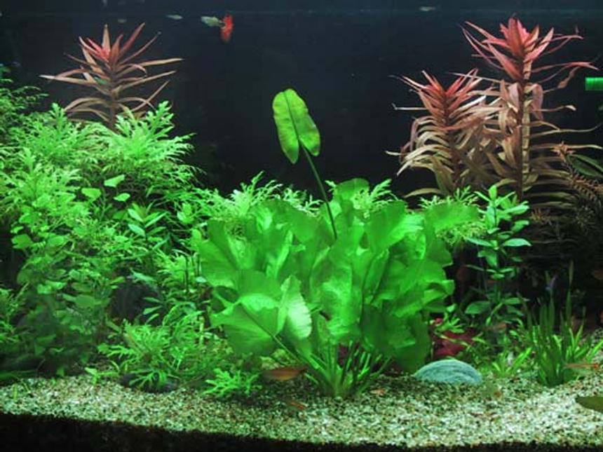 Rated #1007: Planted Tank - 4ftx2ftx2ft