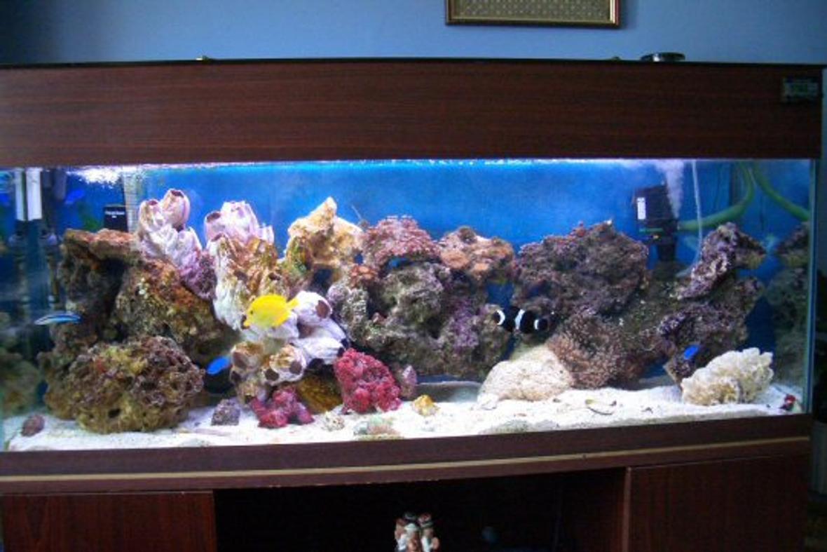 200 gallons reef tank (mostly live coral and fish) - this is now with live rock, live coral two anemones bubble and sand. also has red shrimp(came with rock as did vey small starfish) 120gallon tank all doing well would now like couple more bits of rock and coral