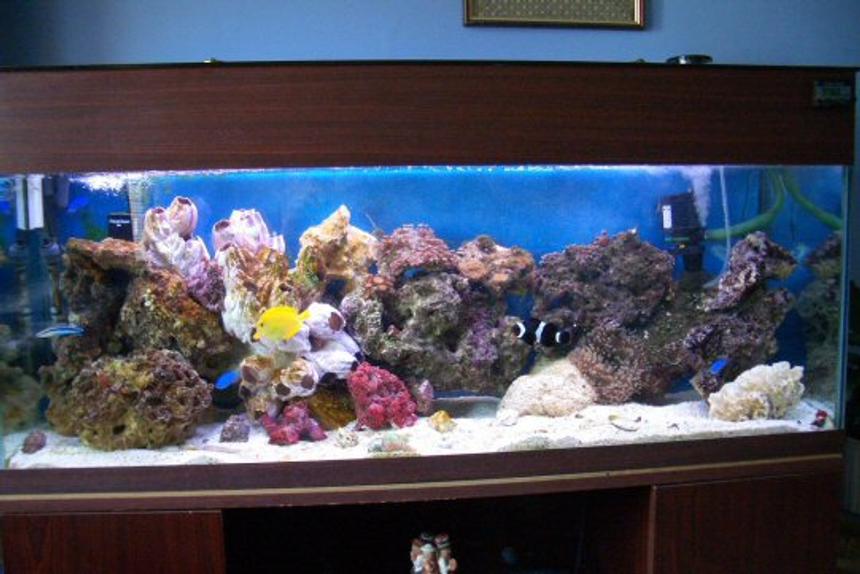 Rated #960: 200 Gallons Reef Tank - this is now with live rock, live coral two anemones bubble and sand. also has red shrimp(came with rock as did vey small starfish) 120gallon tank all doing well would now like couple more bits of rock and coral