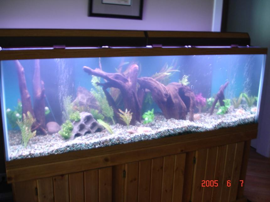 Rated #2162: 180 Gallons Freshwater Fish Tank - New pic.