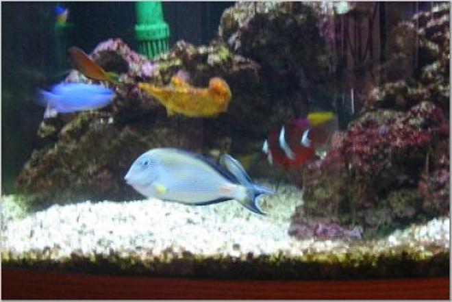 saltwater fish - acanthurus sohal - sohal tang stocking in 54 gallons tank - Feeding time
