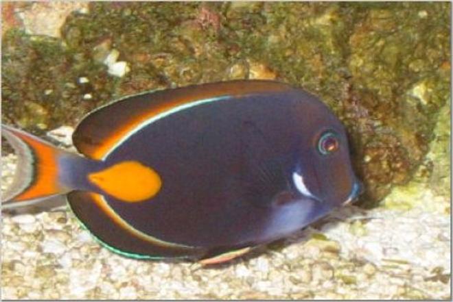 saltwater fish - acanthurus achilles - achilles tang stocking in 54 gallons tank - Achillies tang