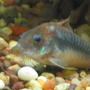 freshwater fish - brochis splendens - emerald green cory cat stocking in 55 gallons tank - emerald cory
