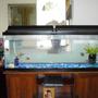 50 gallons freshwater fish tank (mostly fish and non-living decorations) - 50 Gallon freshwater