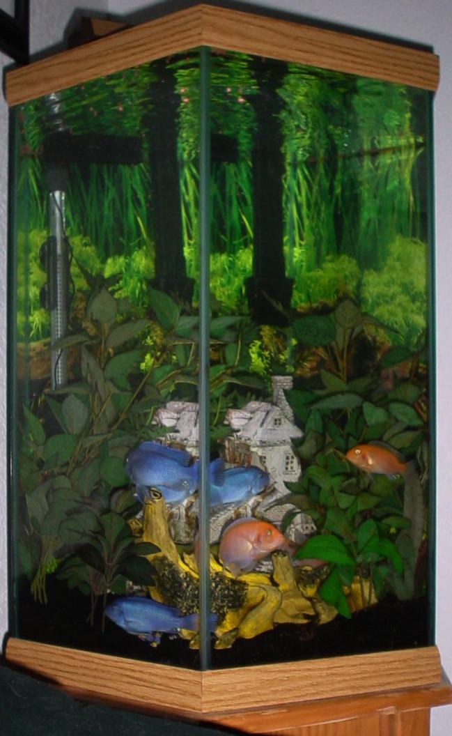 50 gallons freshwater fish tank (mostly fish and non-living decorations) - 35 Gallon Hexagonal. 4 Blue African Cichlids, approx 2 inches each. 3 Yellow African Cichlids, approx 2 inches each. 1 Zebra Cichlid, 2 Inches. 1 Pleco, 11 inches.