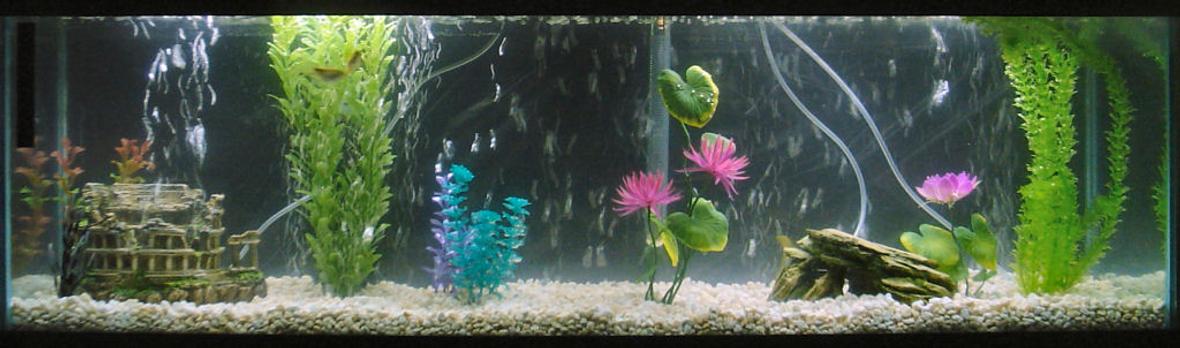 40 gallons freshwater fish tank (mostly fish and non-living decorations) - My first tank, 40 US Gallons. 4 Long FInned Rosy Barbs, Lots of bubbles, I like bubbles.