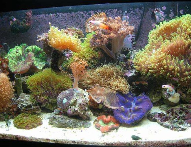 20 gallons reef tank (mostly live coral and fish) - 20 gallon nano reef