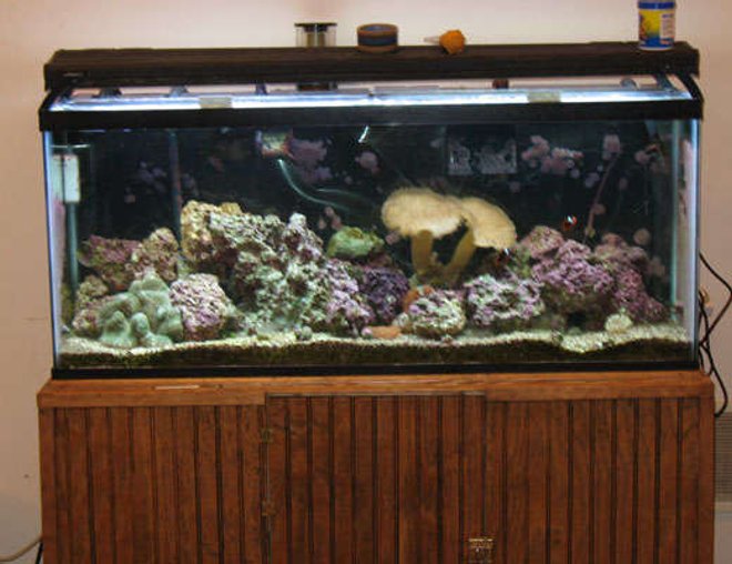 150 gallons reef tank (mostly live coral and fish) - 55 gal reef