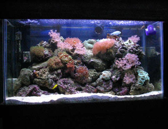 reef tank (mostly live coral and fish) - 30 gallon reef... after doing this for a little while I know now how wrong my early setup was.. (first pics).. stocklist: 6 line wrasse, blue chromis, 2 false perculas and a yellow clown goby. Also a shrimp, sand starfish and a cleanup crew...