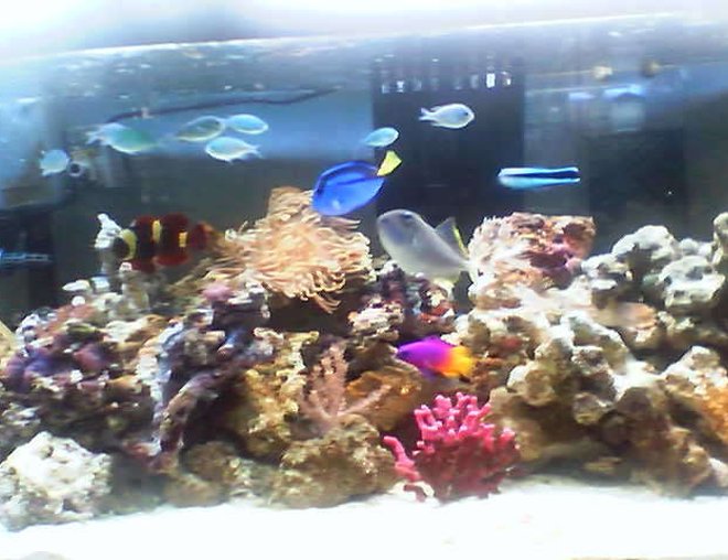 60 gallons reef tank (mostly live coral and fish) - my tank