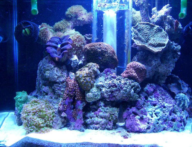 20 gallons reef tank (mostly live coral and fish) - Updated Front Tank Shot