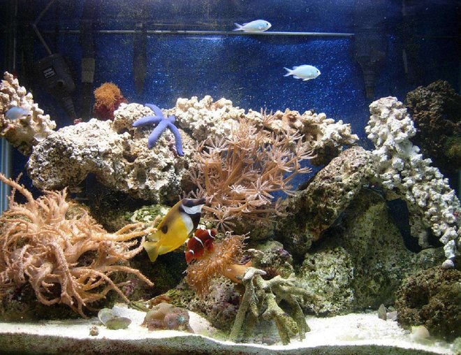 65 gallons reef tank (mostly live coral and fish) - 65 gal, with MH lighting, 8 months old