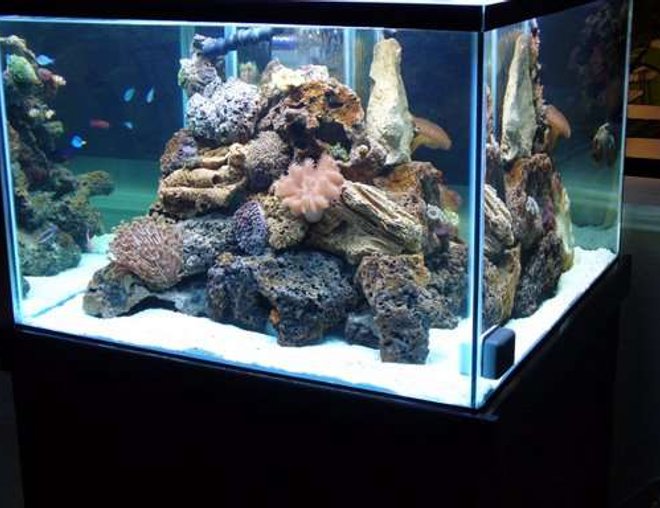 140 gallons reef tank (mostly live coral and fish) - 140GL Cube Reef Tank