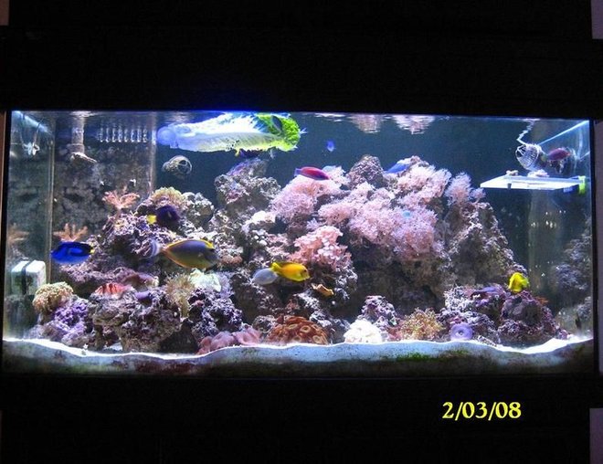 55 gallons reef tank (mostly live coral and fish) - feb 2008