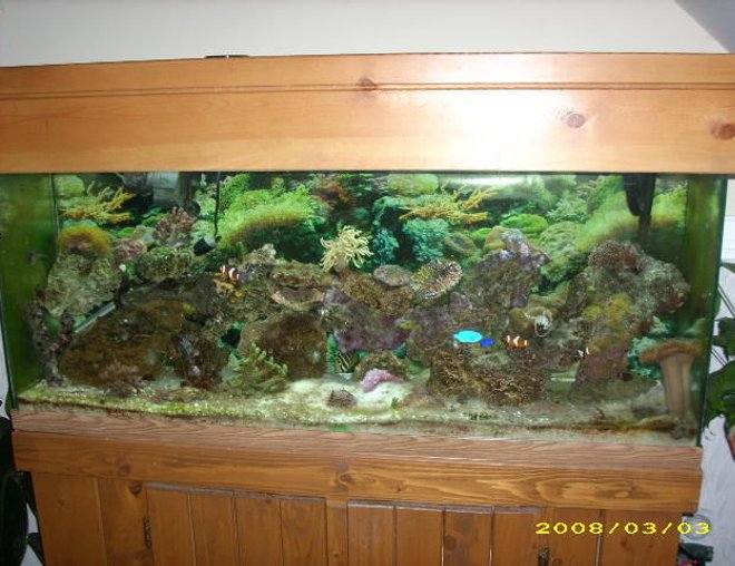 55 gallons reef tank (mostly live coral and fish) - 55 gallon with some coral and fish. but still looking for advice, things are doing okay but not growing so much