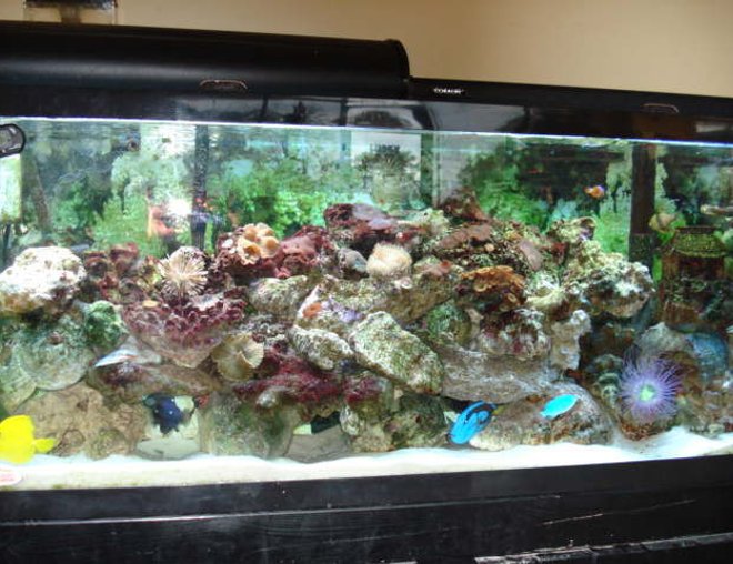 55 gallons reef tank (mostly live coral and fish) - My lovely 55 Gal tank