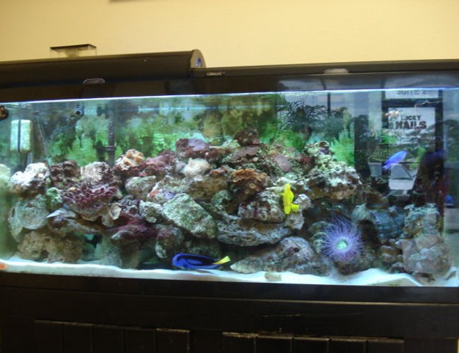 55 gallons reef tank (mostly live coral and fish) - My 55 Gal Tank