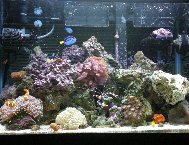 20 gallons reef tank (mostly live coral and fish) - after 7 months the tank look beautiful and so healty!!