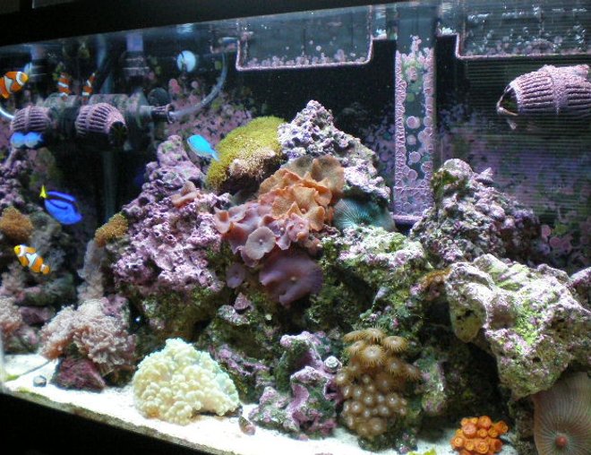 20 gallons reef tank (mostly live coral and fish) - after 7 months