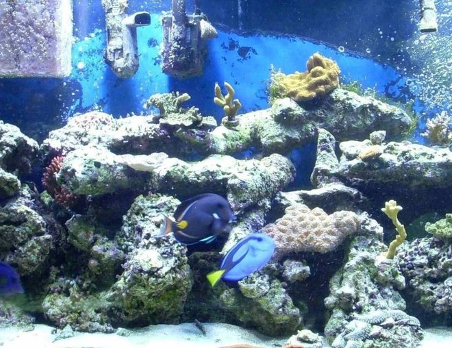 55 gallons reef tank (mostly live coral and fish) - reef tank
