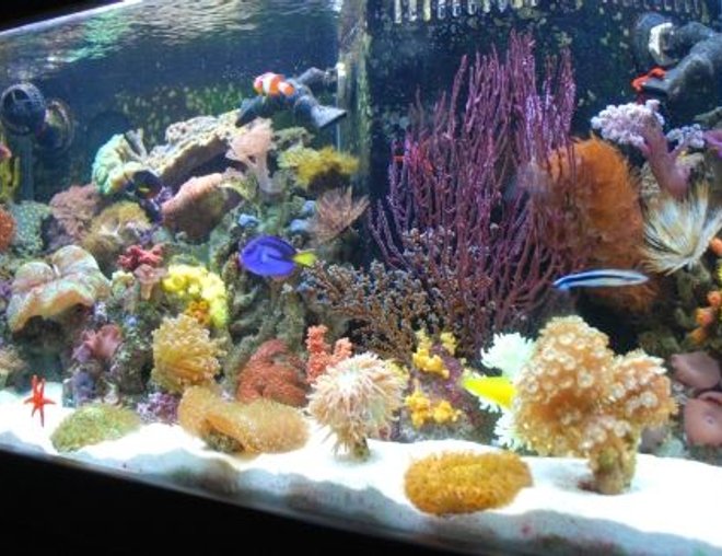 60 gallons reef tank (mostly live coral and fish) - Javier who has created this site has it rigged so you can't even vote on our pictures (Ryan - The Shepherds Reef Killer who built our tank has a tank posted which is NOT even his - we are done playing your third grade games) We are going to solicite the advertisers and make our own web site and do what we want on it so don't worry we'll be back ad # 1 again just like we were meant to be!!!!!!!!!!!!!!!!!!!!!!!!!!!!!!!!!!!!!)

Every kind of fish you can think of that everyone says you can't keep together, we have in the tank --- Updated 7-24-08 - WE PURCHASED EVERYTHING IN OUR TANK FROM JEFF'S EXOTIC FISH IN COSTA MESA (714) 540-0880 THEY ARE VERY KNOWLEDGABLE AND CAN GET YOU STARTED EVEN IF YOU JUST WANT A LITTLE NANO TANK. THANKS GUYS!!!!