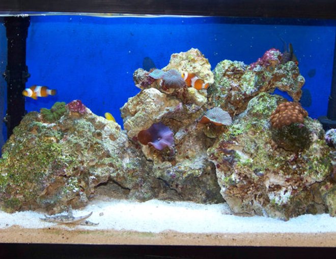 10 gallons reef tank (mostly live coral and fish) - My 10 gallon Nano