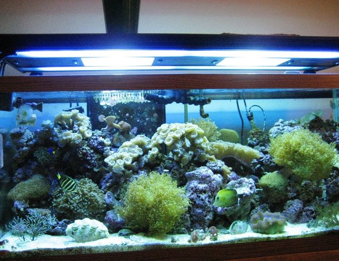 75 gallons reef tank (mostly live coral and fish) - my tank