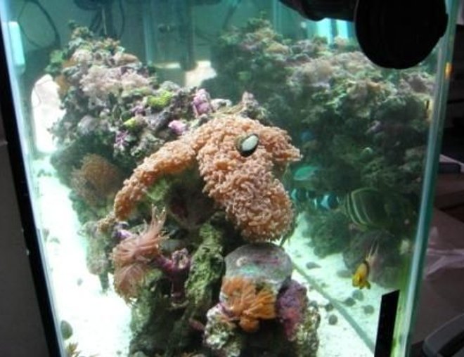 55 gallons reef tank (mostly live coral and fish) - The whole tank