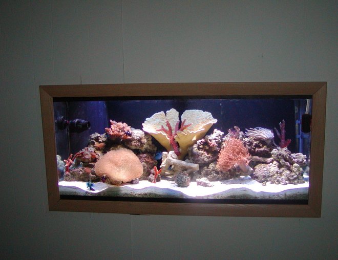 75 gallons reef tank (mostly live coral and fish) - in wall picture