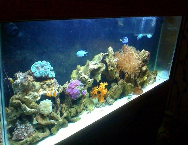 55 gallons reef tank (mostly live coral and fish) - 22