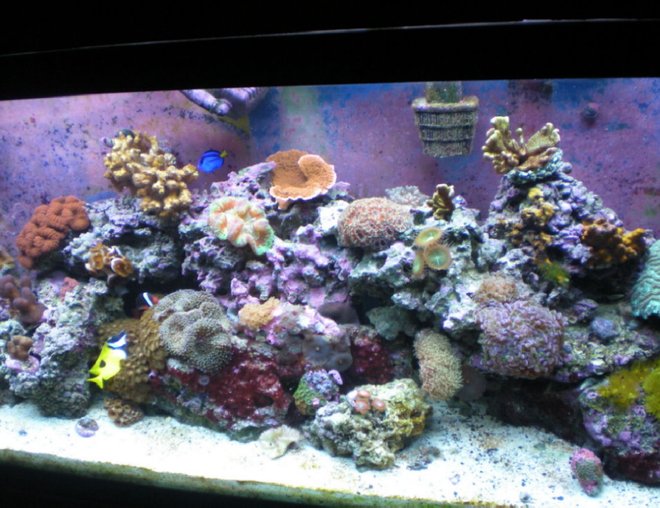75 gallons reef tank (mostly live coral and fish)