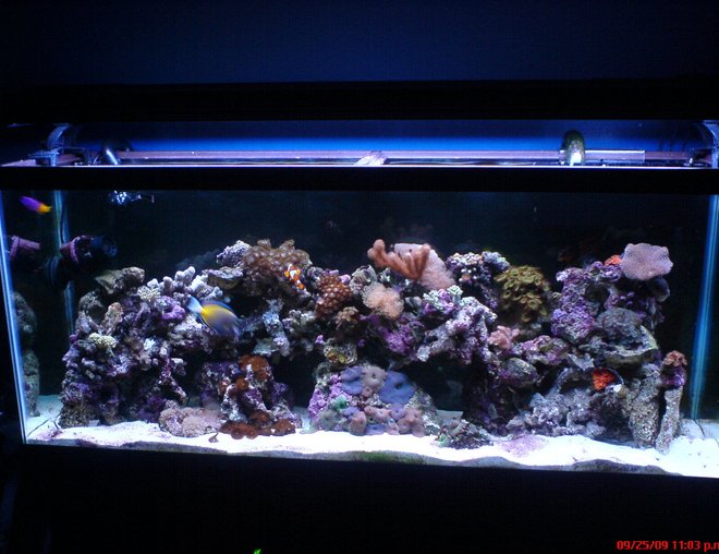 55 gallons reef tank (mostly live coral and fish) - 55 gallon reef tank