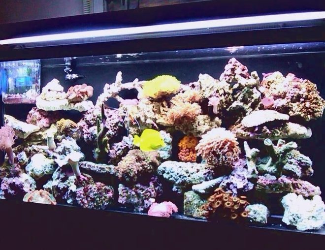 55 gallons reef tank (mostly live coral and fish) - 55 Gallon Reef