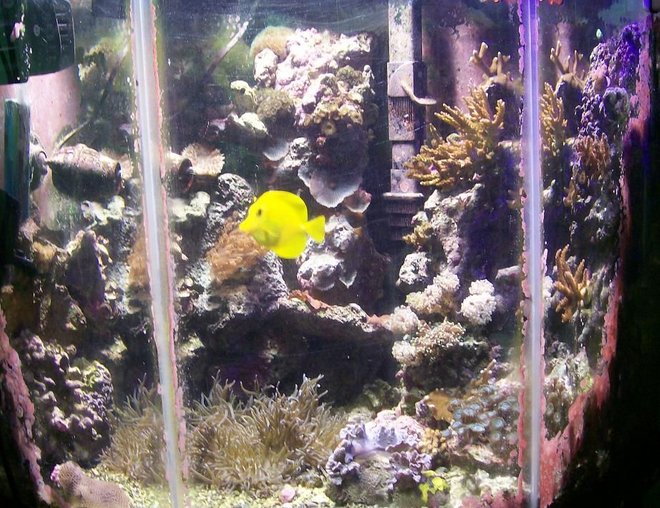 55 gallons reef tank (mostly live coral and fish) - my 55 gallon reef tank