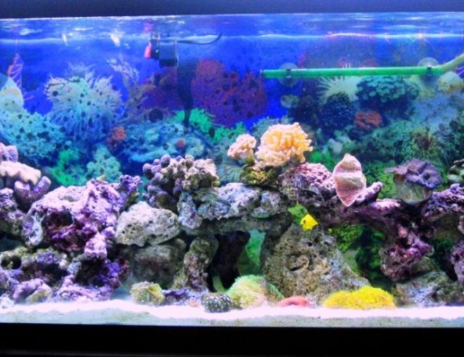 55 gallons reef tank (mostly live coral and fish)