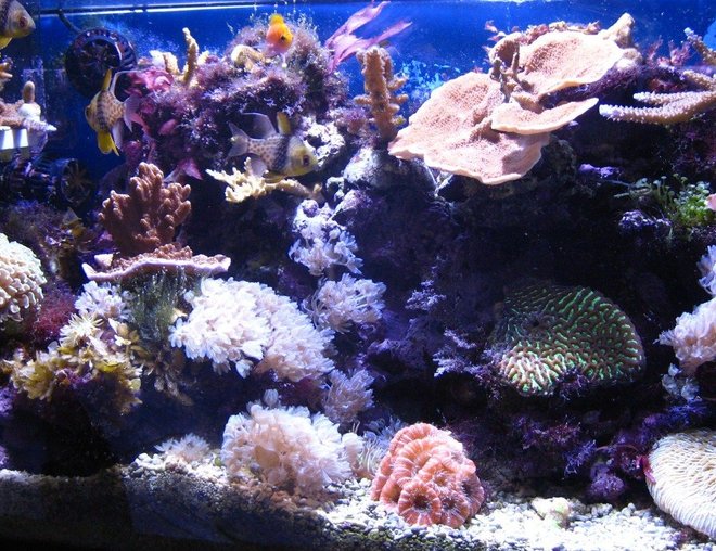 20 gallons reef tank (mostly live coral and fish) - Overall picture